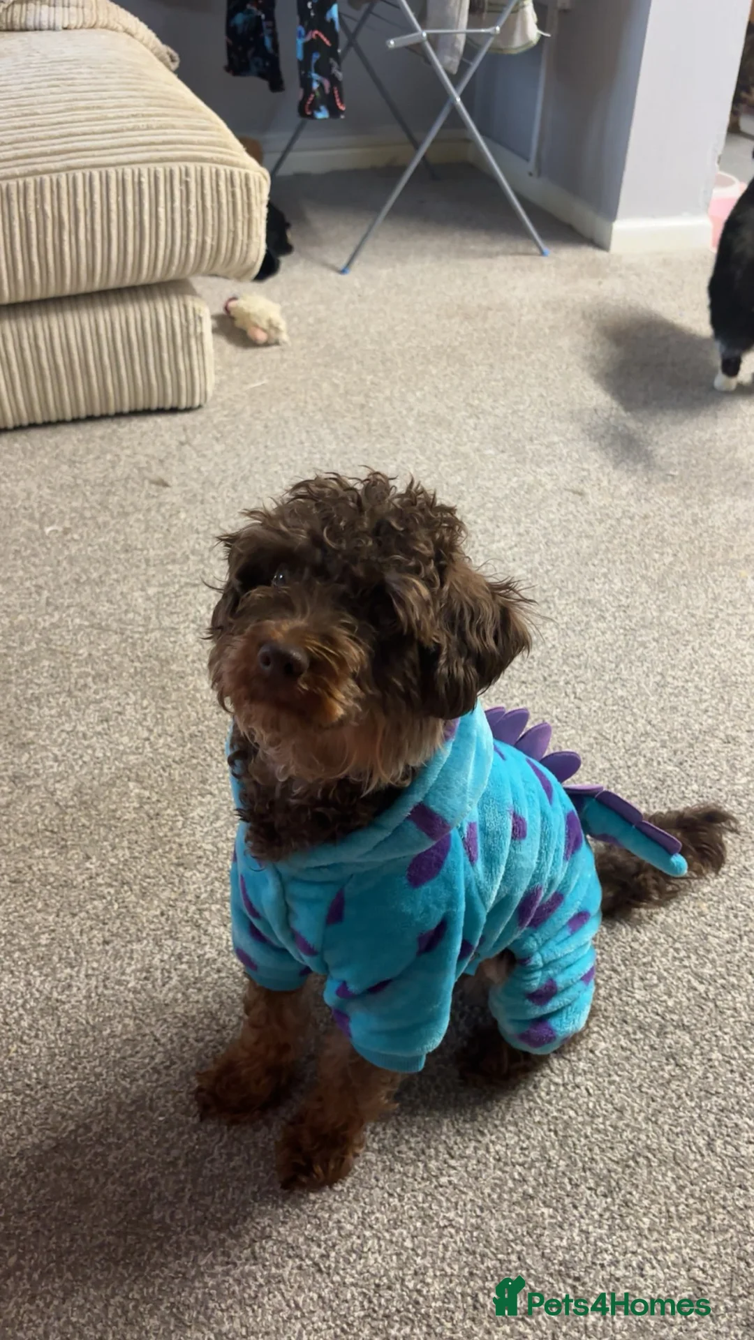 Cavapoo dogs for sale: Chocolate Cavapoo - 1 year old  - Advert 3