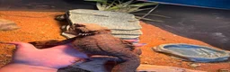 Bearded Dragon reptiles for sale: Bearded dragon Red Monster in Crewe - Advert 4