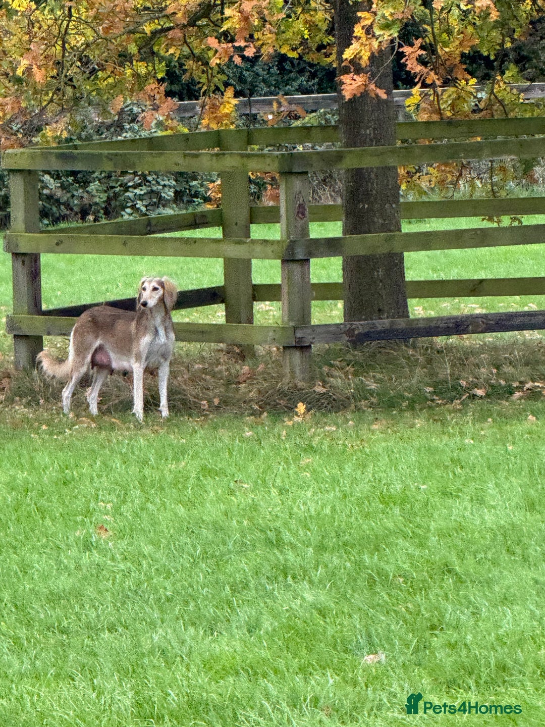 Saluki dogs for sale: Lovely Saluki Puppies - Image 2