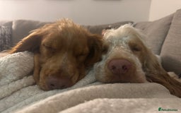 Cocker Spaniel dogs for sale: 2 beautiful cocker spaniels for rehoming  - Advert 3