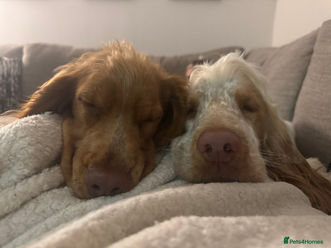 Cocker Spaniel dogs for sale: 2 beautiful cocker spaniels for rehoming  - Advert 3