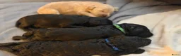 Bordoodle dogs for sale: Exceptional F1bbb Bordoodle Puppies  - Advert 35