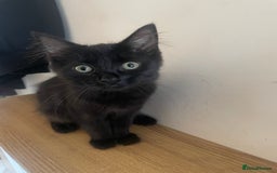 British Longhair cats for sale: Adorable British Longhair Kitten, 4 Months OId - Image 2