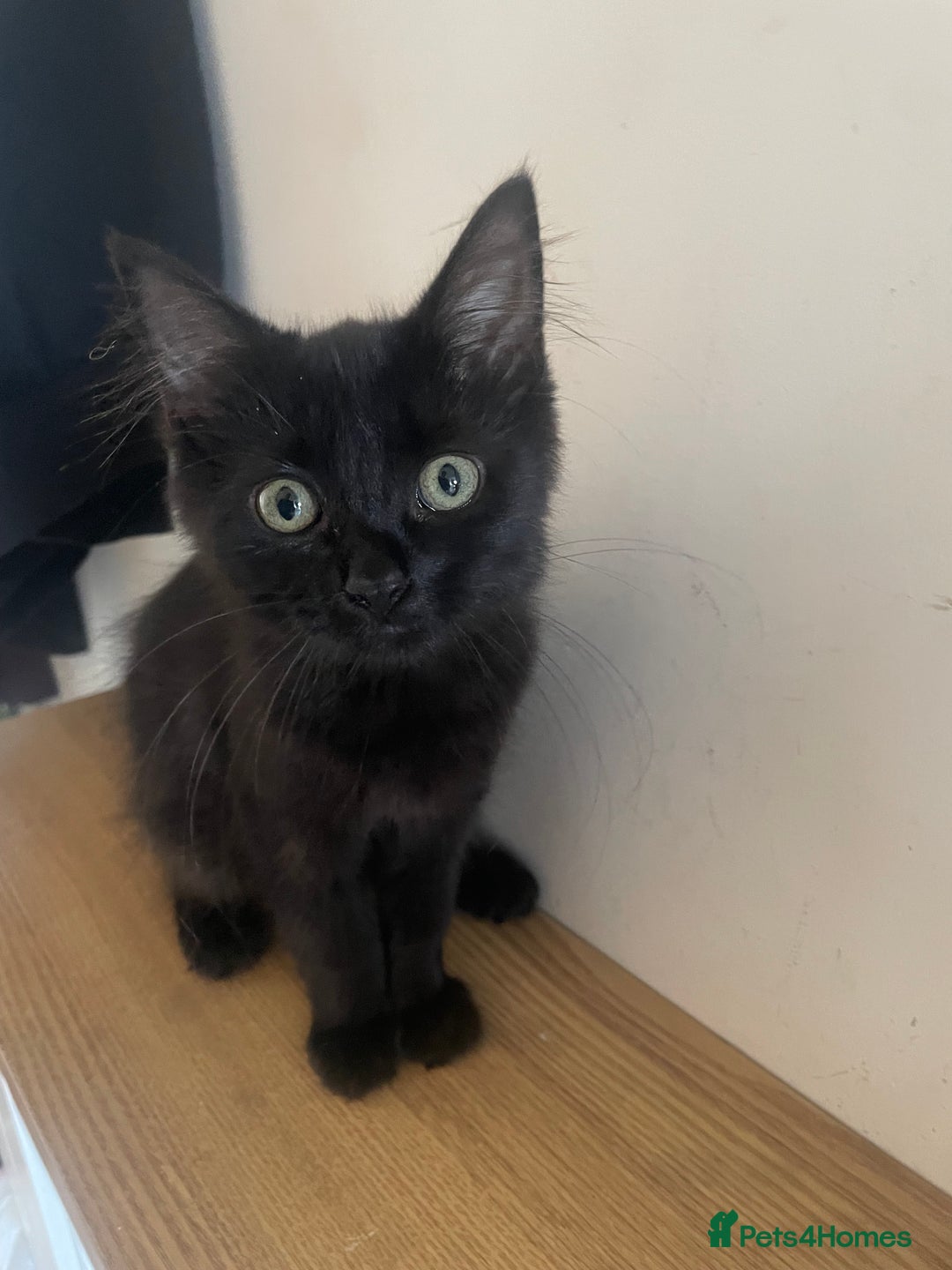 British Longhair cats for sale: Adorable British Longhair Kitten, 4 Months OId - Image 2