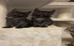 Maine Coon cats for sale: Precious little babies ❤️💙 - Image 14