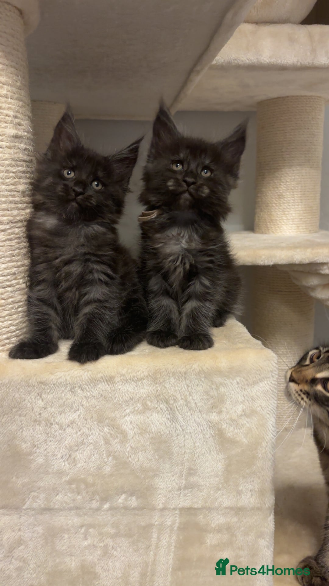 Maine Coon cats for sale: Precious little babies ❤️💙 - Image 14