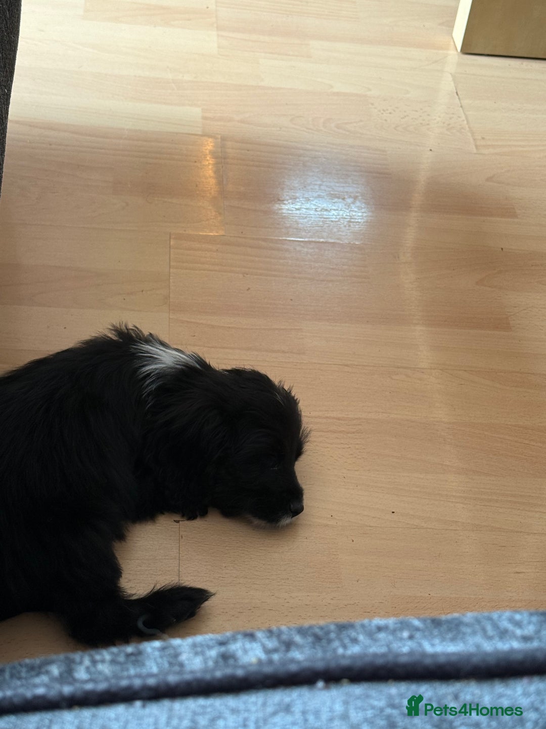 Cockapoo dogs for sale: This is Blaze gorgeous boy - Image 2
