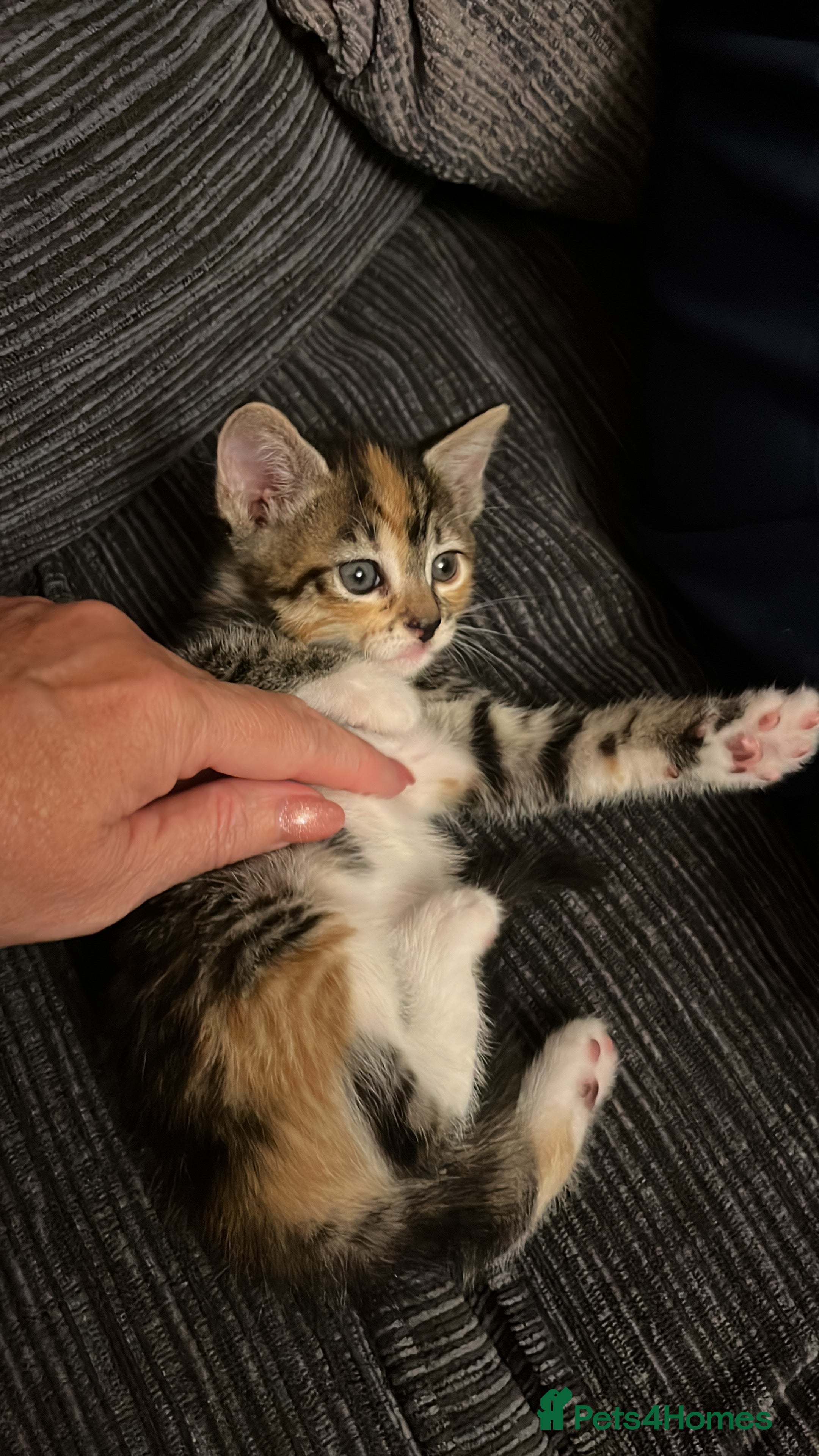 Mixed Breed cats Kittens  - Advert 2