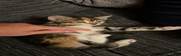 Mixed Breed cats for sale: Kittens  - Advert 2