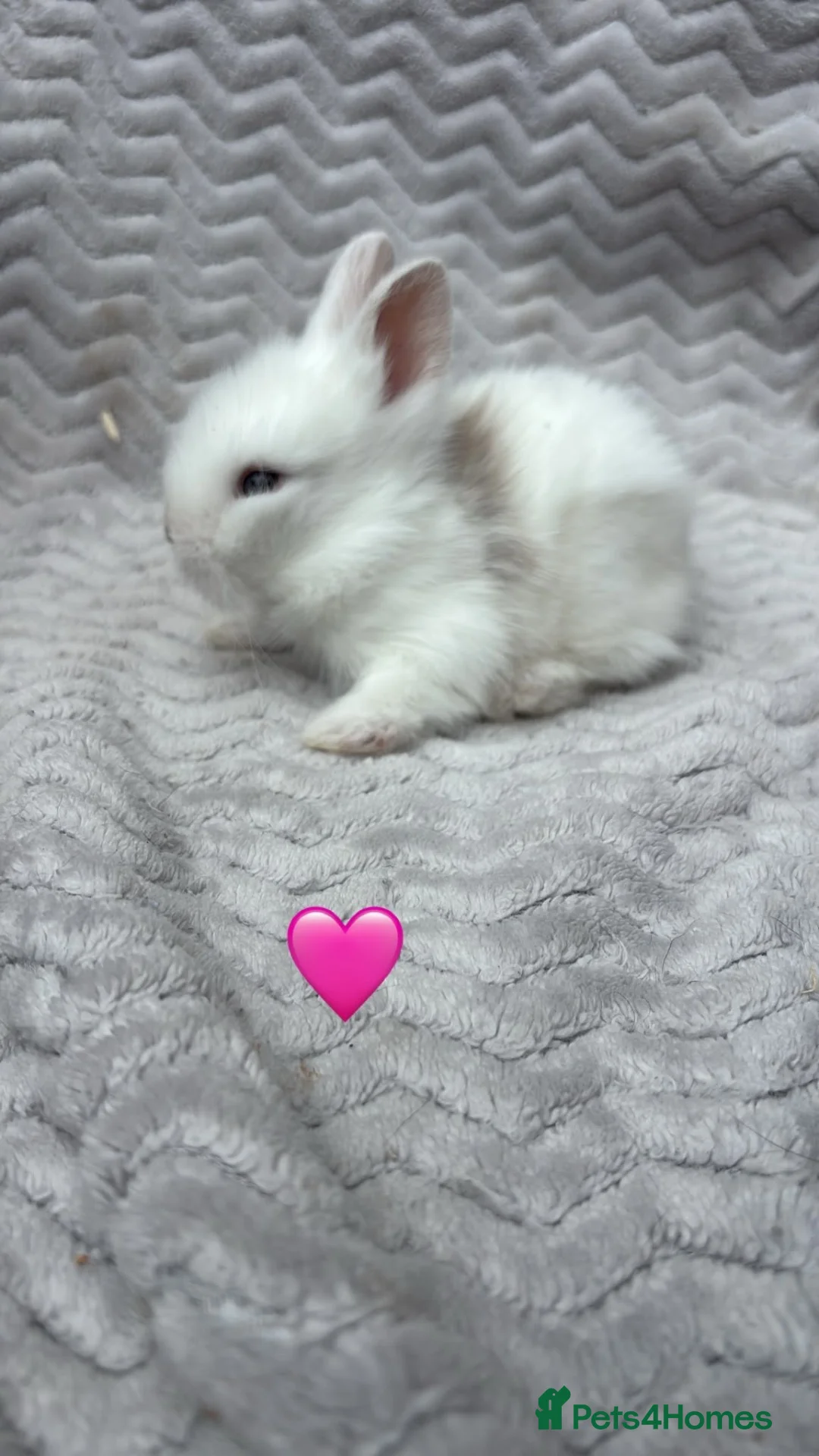 Lionhead rabbits for sale: Beautiful lionhead bunnies  - Advert 4