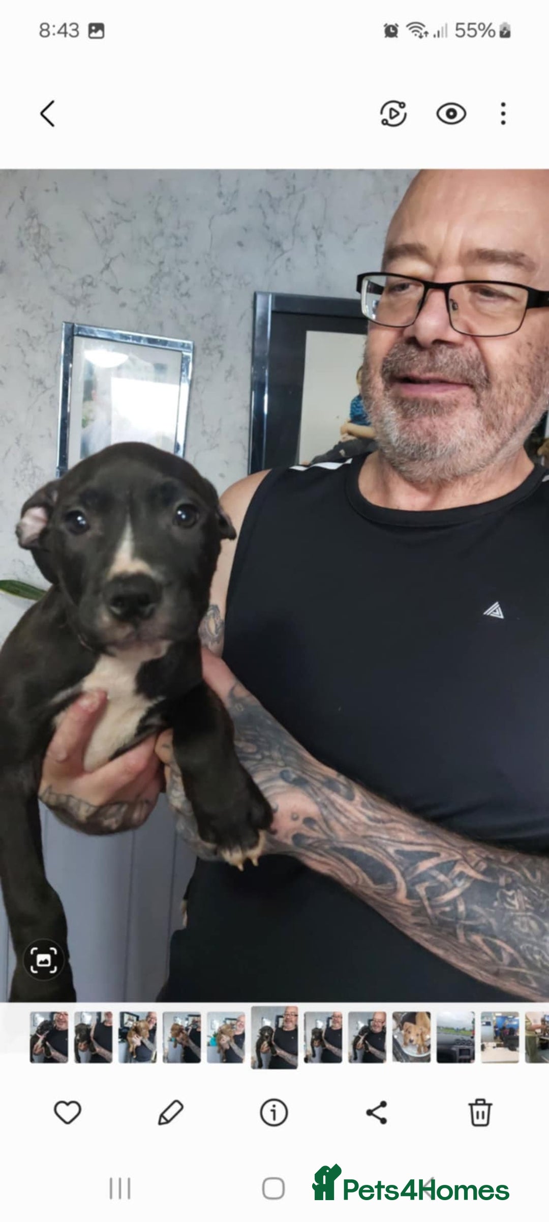 Mixed Breed dogs for sale: Presa/American Johnson bulldog - Image 17