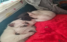 Mixed Breed cats for sale: 4 sweet kittens  - Image 2