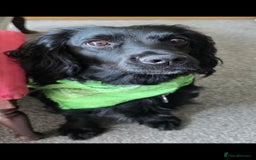 Cocker Spaniel dogs for sale: Cocker Spaniels - Image 4