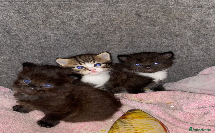 Mixed Breed cats - Advert 9