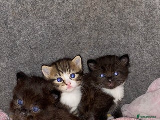 Mixed Breed cats - Advert 14