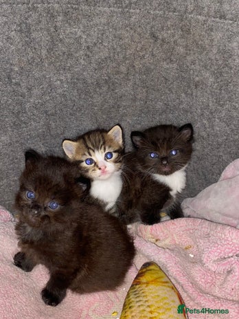 Mixed Breed cats - Advert 3