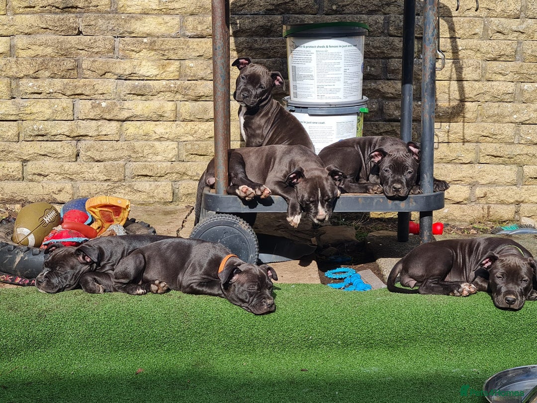 American Bull Staffy dogs for sale: 3GIRLS £600 American Staffordshire Terrier Puppies - Image 2