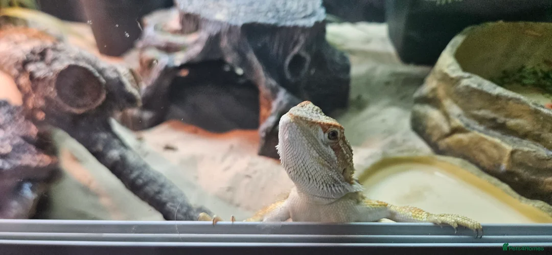 Bearded Dragon reptiles for sale: Bearded dragon & setup  - Advert 2