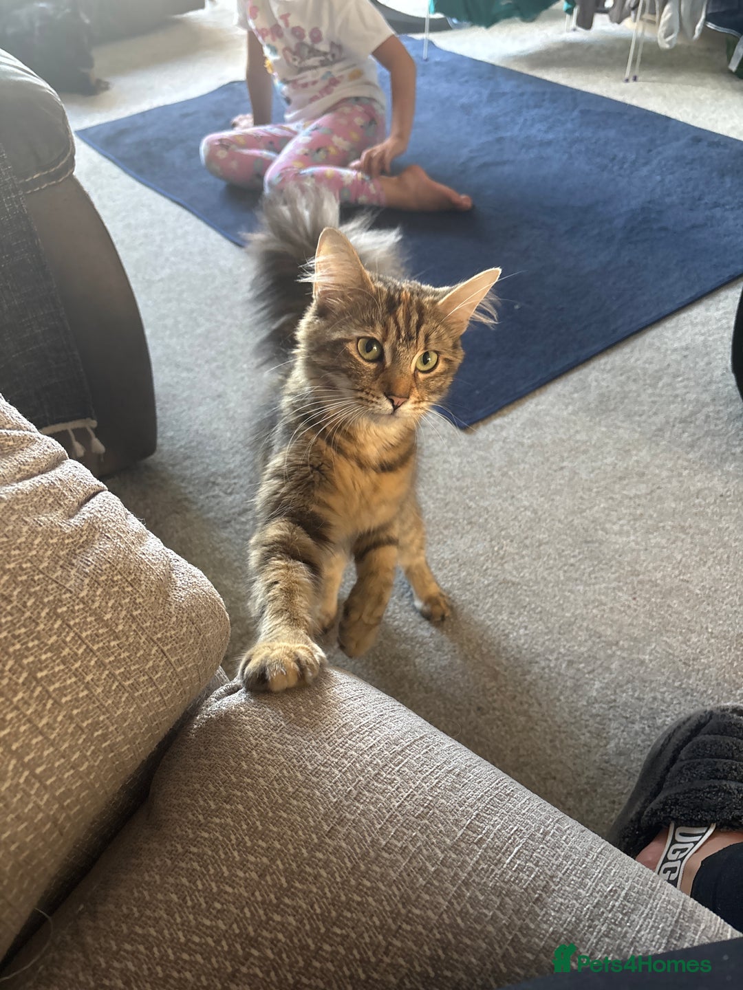 Mixed Breed cats for sale: Beautiful boy - Image 6