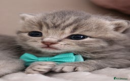 British Shorthair cats for sale: 🎄 British Shorthair - Ready 21 December - Image 13