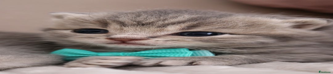 British Shorthair Kitten 2