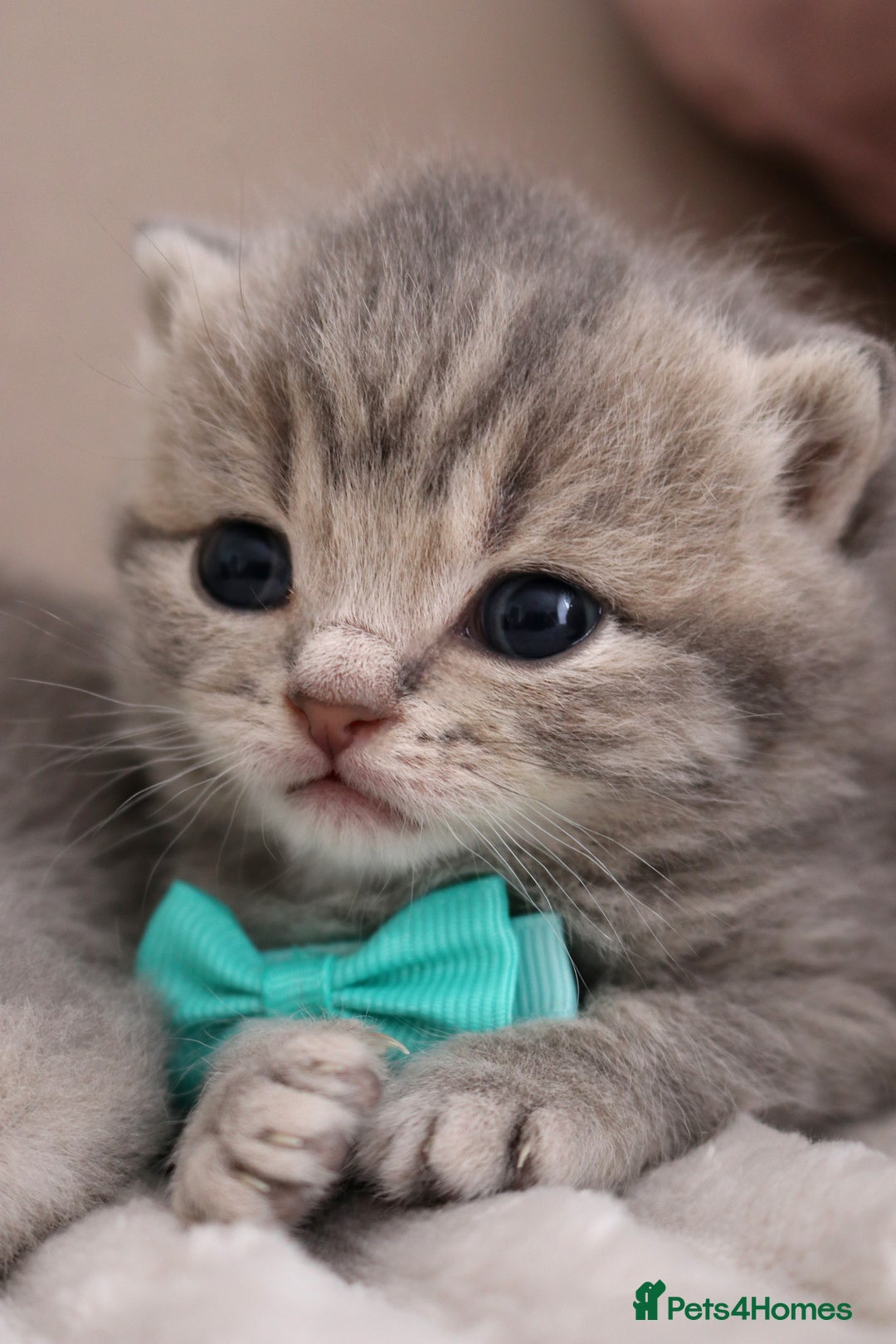 British Shorthair cats for sale: 🎄 British Shorthair - Ready 21 December - Image 13