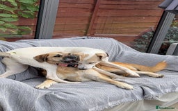 Mixed Breed dogs for adoption:  🧡 Cheeky Becca is Ready for her forever home!  - Image 3