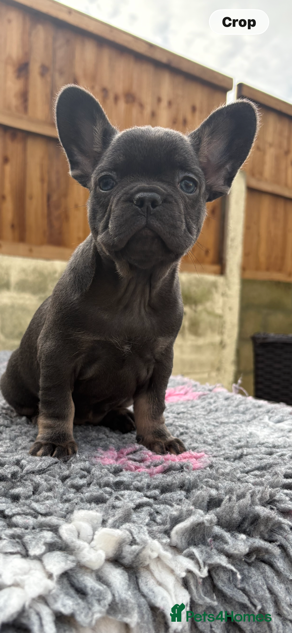 French Bulldog dogs French Bulldog Puppys - Advert 12