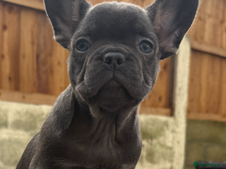 French Bulldog dogs French Bulldog Puppys - Advert 11