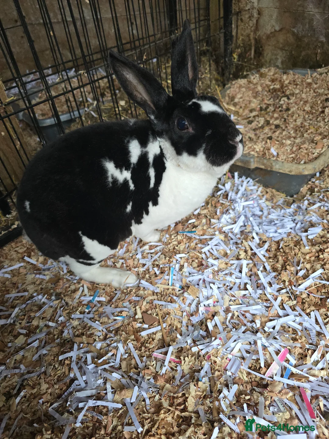 Rex rabbits for sale: Neutered Mini Rex Male Rabbit 18m old in Macclesfield - Advert 1