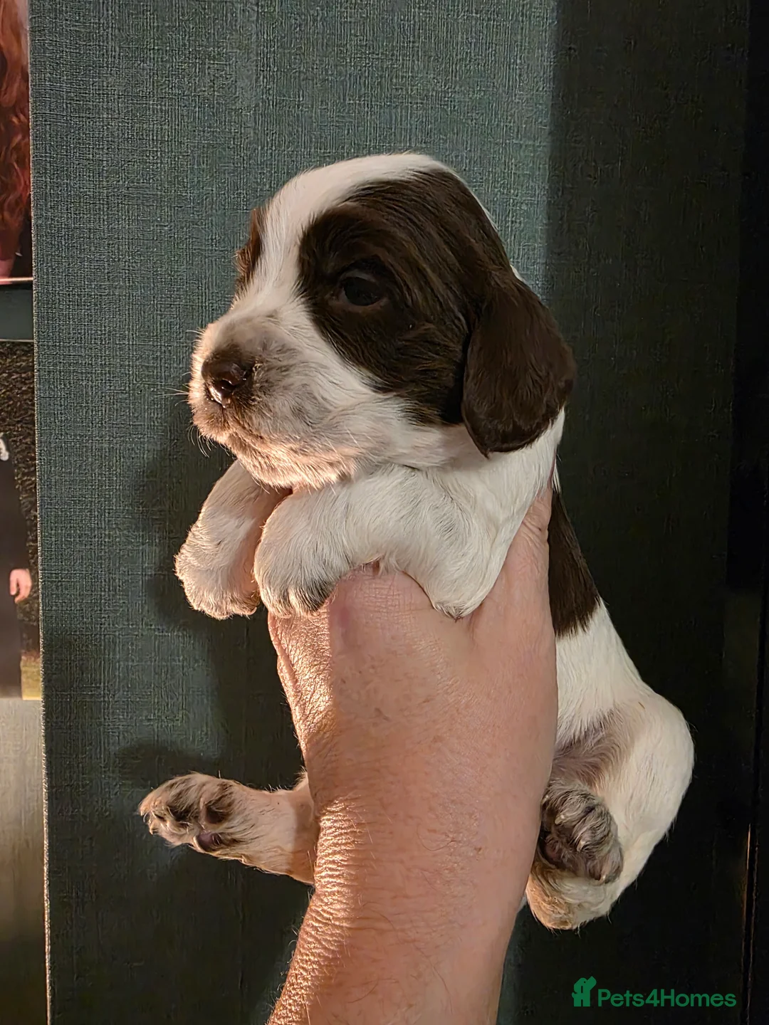 Cocker Spaniel dogs for sale: Choc roan cocker spaniel pups  - Advert 17