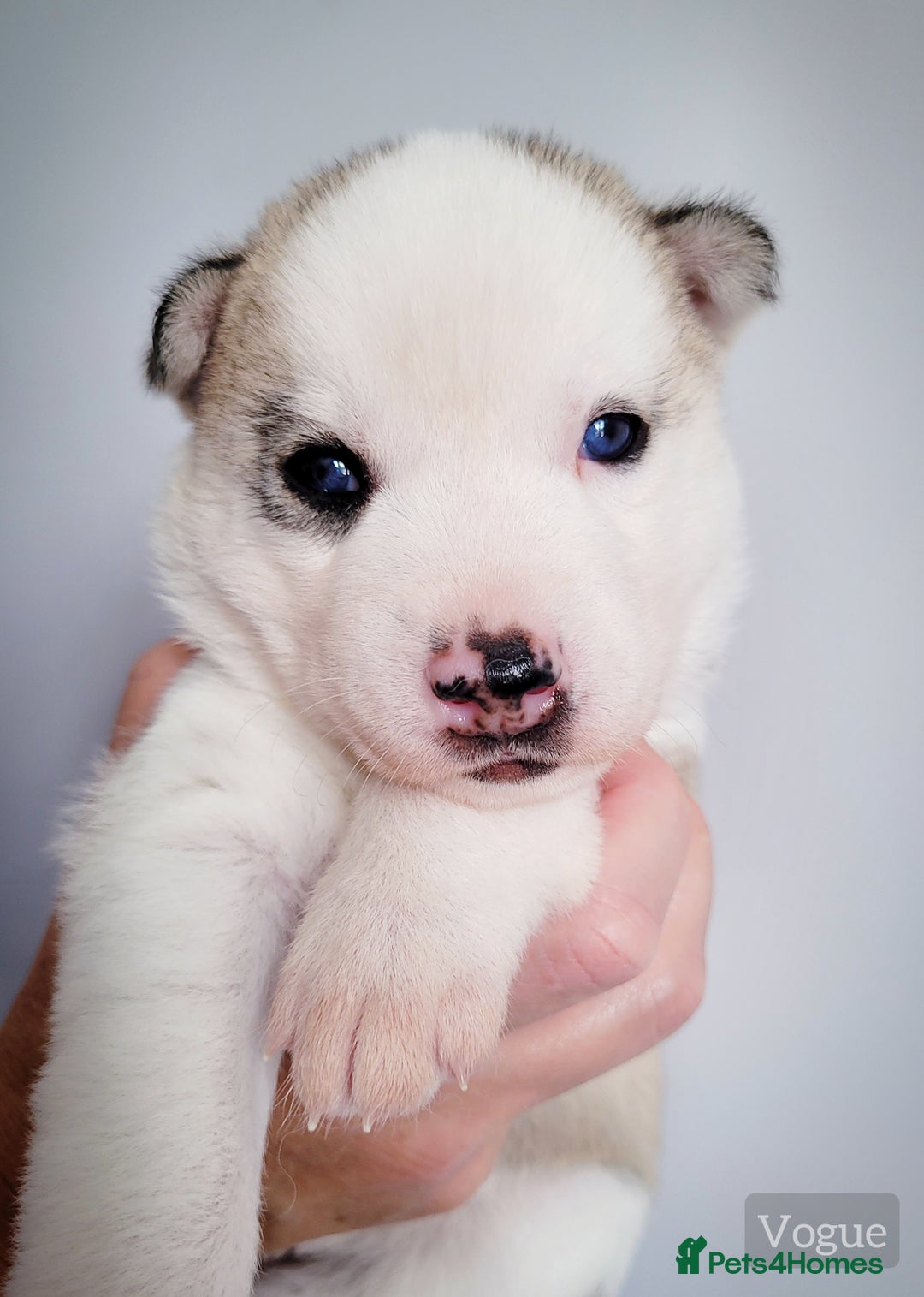 Siberian Husky dogs for sale: Best Quality Siberian Husky Puppies in Scotland - Image 7