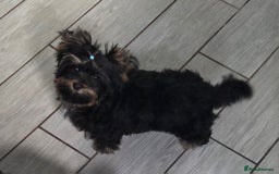 Yorkshire Terrier dogs for sale: Yorkshire Terrier  - Image 2
