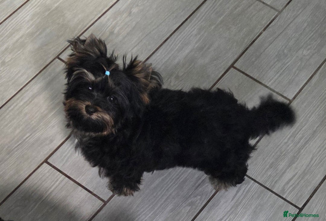 Yorkshire Terrier dogs for sale: Yorkshire Terrier  - Image 2