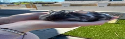 Guinea Pig rodents for sale: Baby guinea pigs  - Advert 6