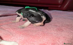 Mixed Breed dogs for sale: Saluki whippets  - Image 20