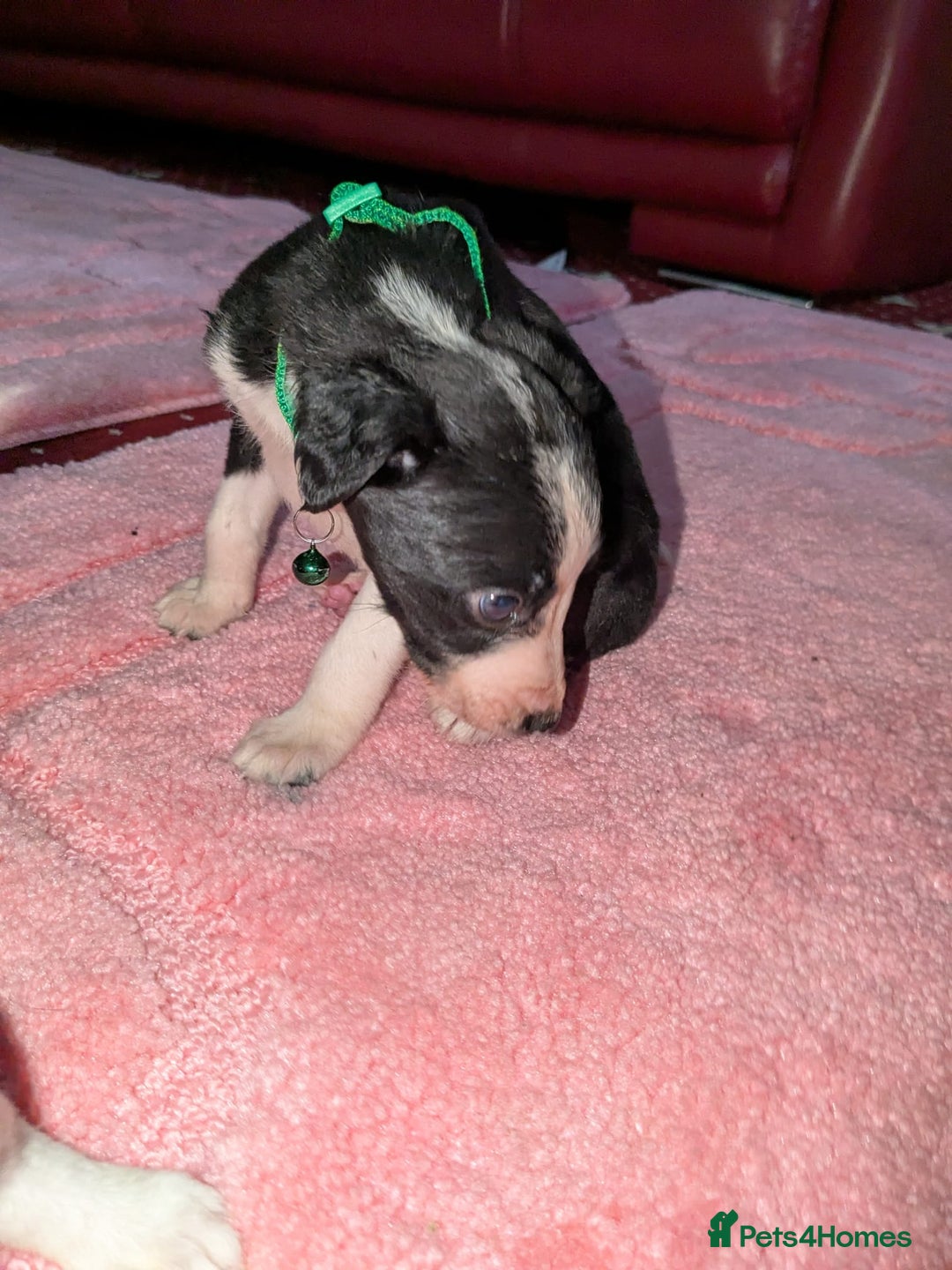 Mixed Breed dogs for sale: Saluki whippets  - Image 20