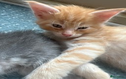 Maine Coon cats for sale: Beautiful Maine Coon babies - Image 23