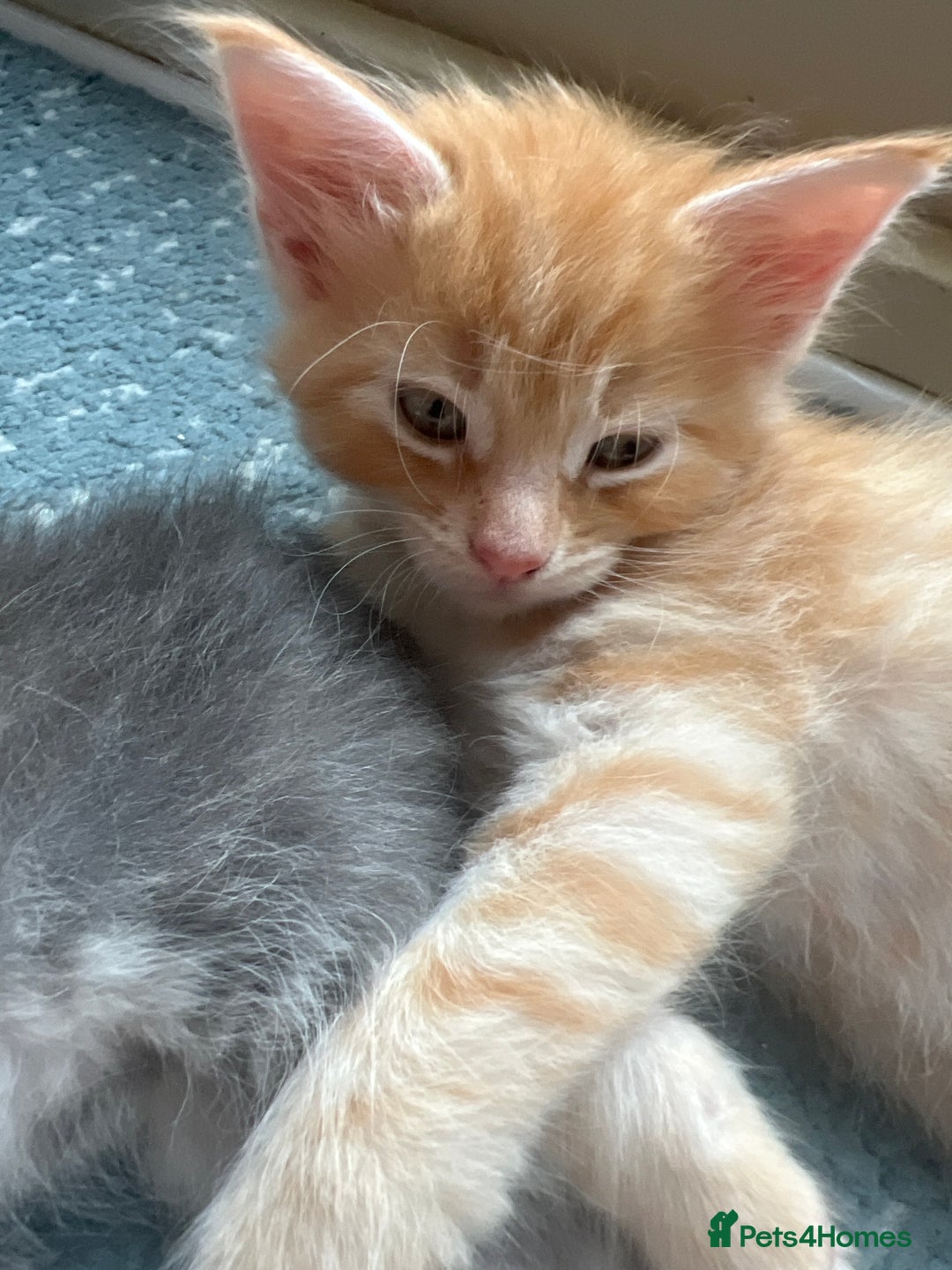 Maine Coon cats for sale: Beautiful Maine Coon babies - Image 23