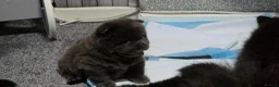 Chow Chow dogs for sale: Only 3 avalable (5 generation Chow chow) puppys - Advert 19