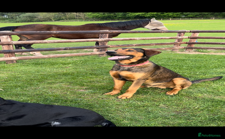 Mixed Breed dogs - Advert 1
