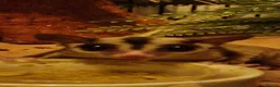 Sugar Glider rodents for sale: 3 beautiful sugar gliders looking for new home - Advert 5