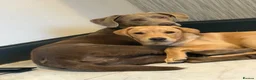 Labrador Retriever dogs for sale: 5 chunky yellow  Labradors  - Advert 1