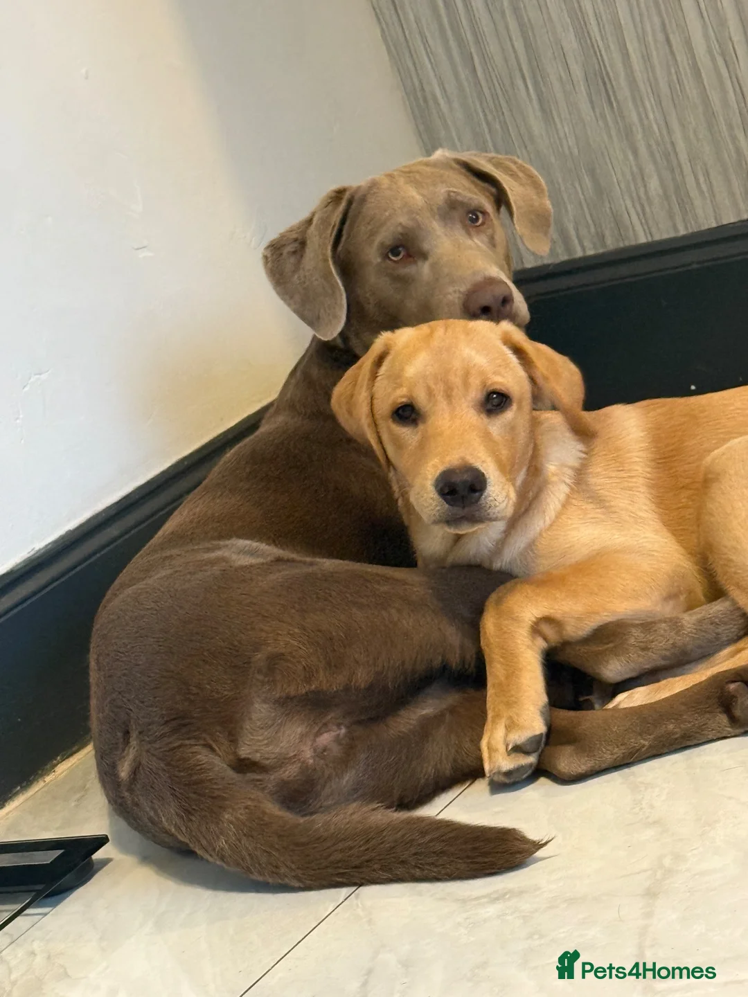 Labrador Retriever dogs for sale: 5 chunky yellow  Labradors  - Advert 1