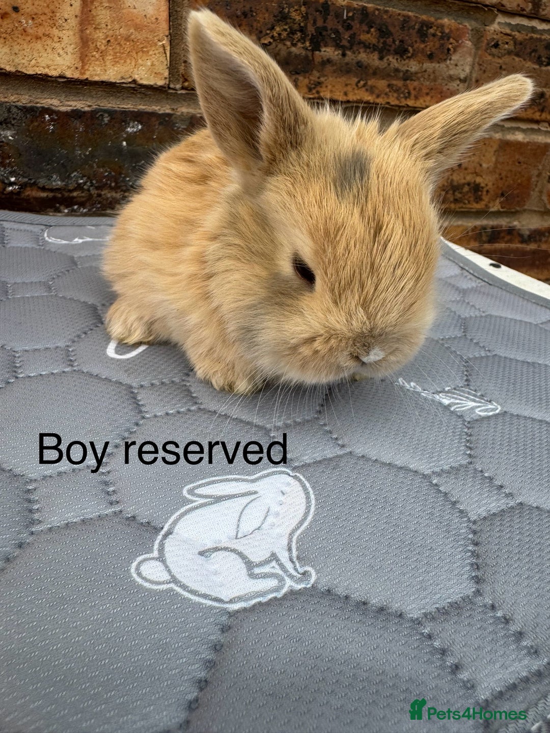 Mini Lop rabbits for sale: Pure mini lops  - Image 9
