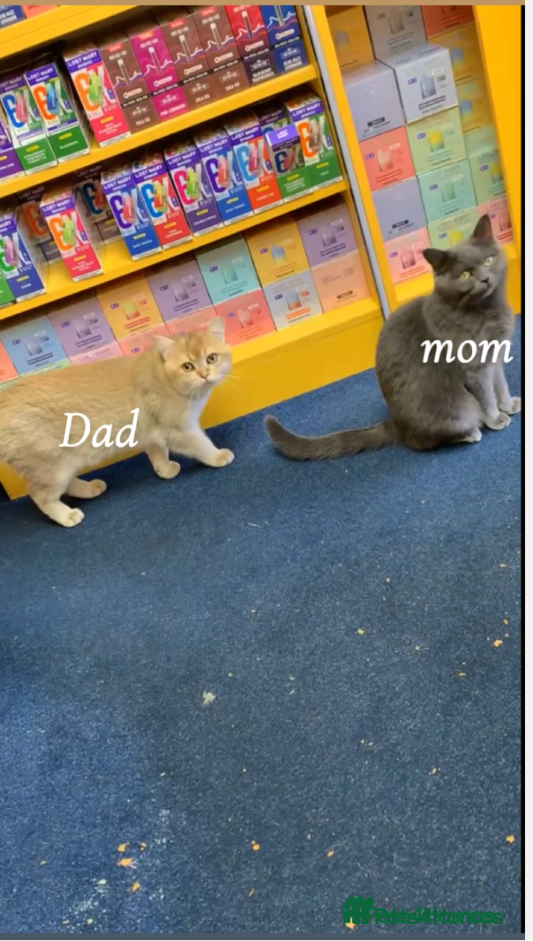 British Shorthair cats for sale: Playful and affectionate BSH Kitten - Advert 7