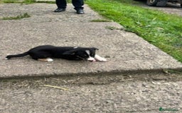 Border Collie dogs for sale: Collie puppy's for sale - Image 5