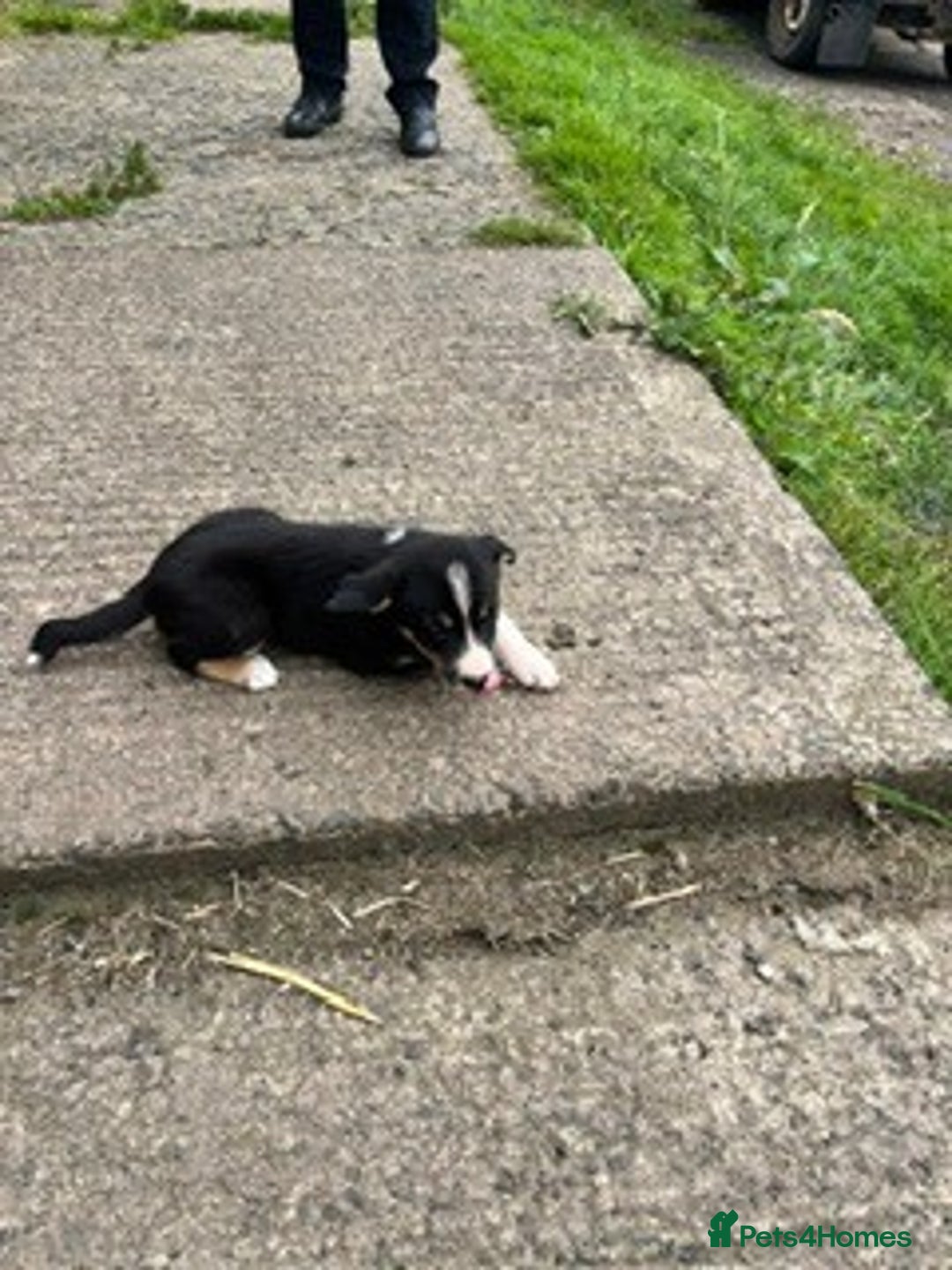 Border Collie dogs for sale: Collie puppy's for sale - Image 5