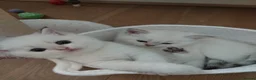 Scottish Fold cats for sale: TICA Reg😼Scottish Fold & Straight kittens😼 - Advert 8