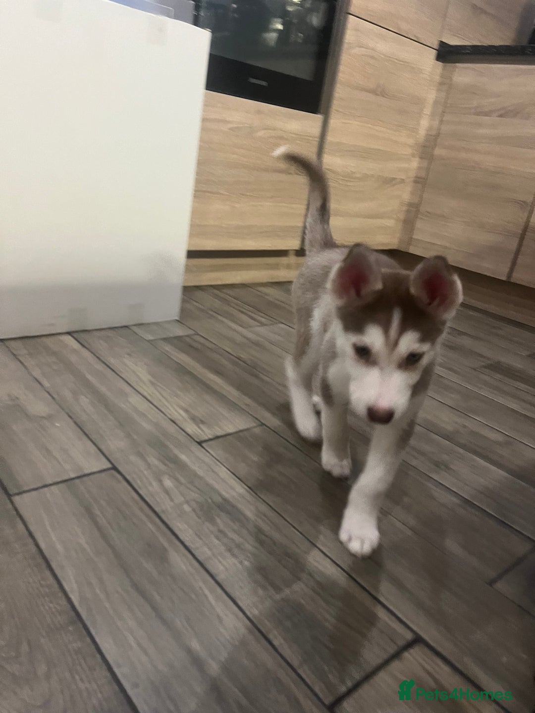 Siberian Husky dogs for sale: Siberian Husky puppies  - Advert 31